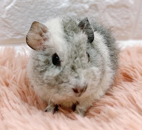 テッセルモルモット Mt-F416