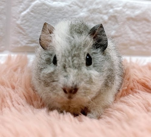 テッセルモルモット Mt-F416