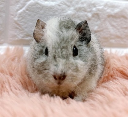 テッセルモルモット Mt-F416