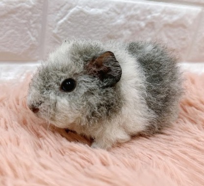 テッセルモルモット Mt-F416