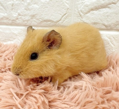 テディモルモット（オレンジ） Mtdo-F428