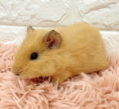 テディモルモット（オレンジ） Mtdo-F428