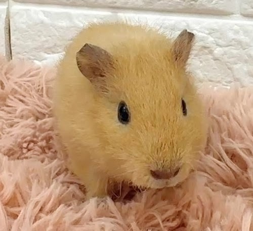 テディモルモット（オレンジ） Mtdo-F428