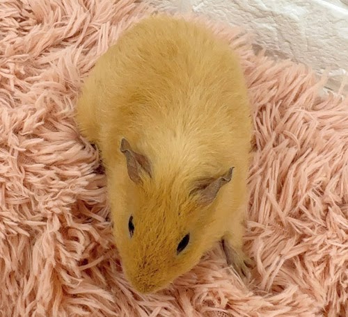 テディモルモット（オレンジ） Mtdo-F428