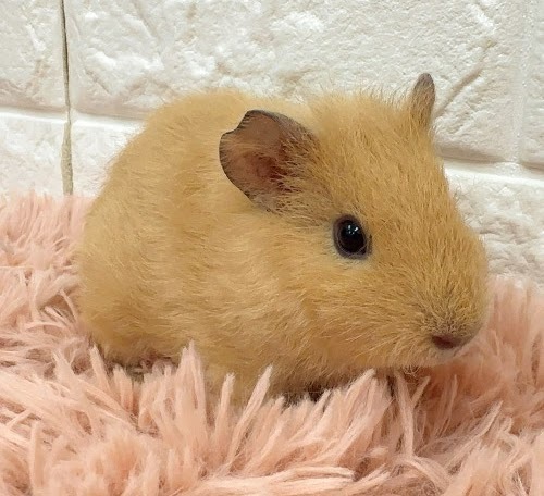 テディモルモット（オレンジ） Mtdo-F428