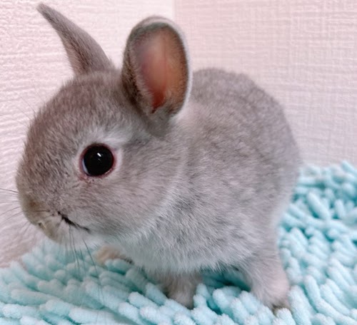 ネザーランドドワーフ（ブルー）Rb-F229