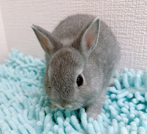 ネザーランドドワーフ（ブルー）Rb-F229