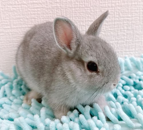 ネザーランドドワーフ（ブルー）Rb-F229