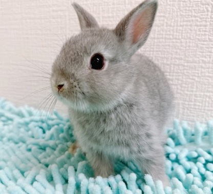 ネザーランドドワーフ（ブルー）Rb-F229