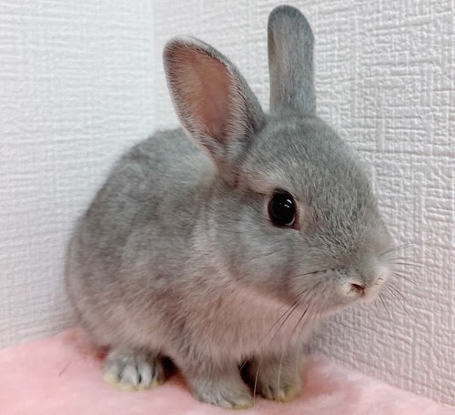 ネザーランドドワーフ（ブルー）Rb-F236