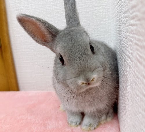 ネザーランドドワーフ（ブルー）Rb-F236