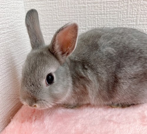 ネザーランドドワーフ（ブルー）Rb-F236