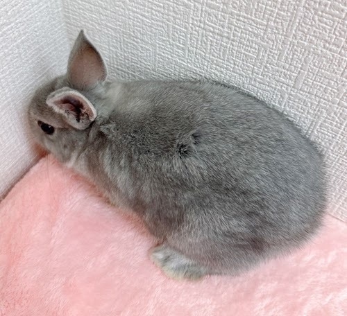 ネザーランドドワーフ（ブルー）Rb-F236