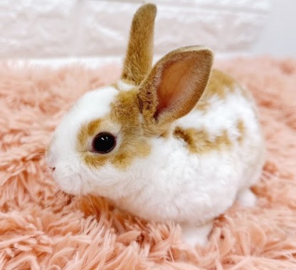 ミニレッキス（ブロークンオレンジ）Rbo-M238