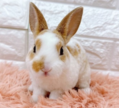 ミニレッキス（ブロークンオレンジ）Rbo-M238