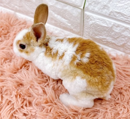 ミニレッキス（ブロークンオレンジ）Rbo-M238