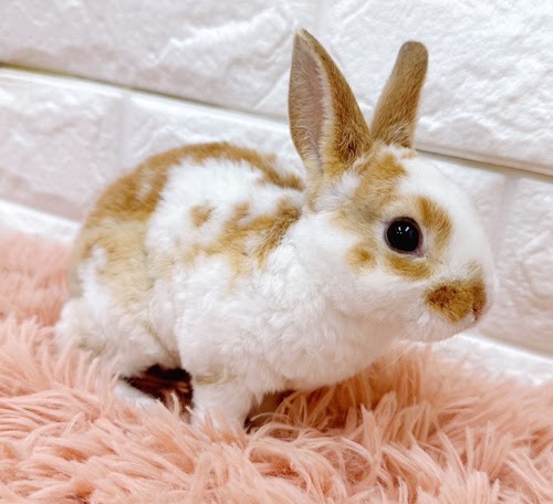 ミニレッキス（ブロークンオレンジ）Rbo-M238