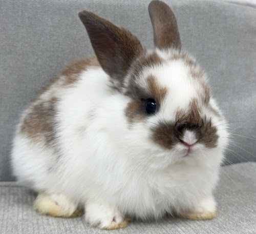 ネザーロップ Rbt-F252