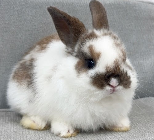 ネザーロップ Rbt-F252