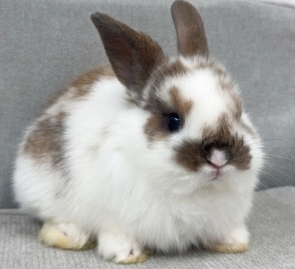 ネザーロップ Rbt-F252