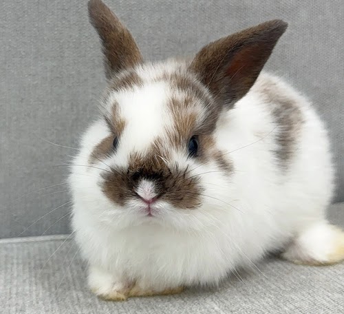 ネザーロップ Rbt-F252