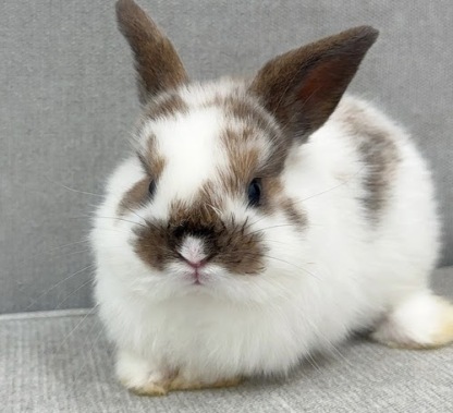 ネザーロップ Rbt-F252