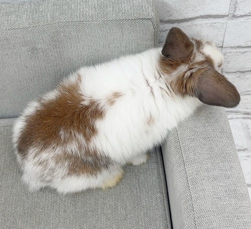 ネザーロップ Rbt-F252