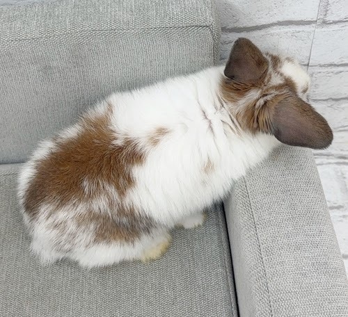 ネザーロップ Rbt-F252