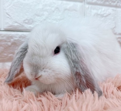 ロップイヤー（フロスティ）Rf-M240