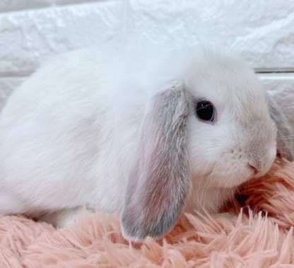 ロップイヤー（フロスティ）Rf-M240