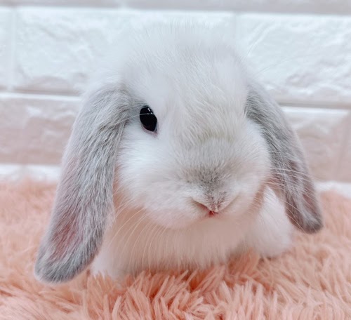 ロップイヤー（フロスティ）Rf-M240