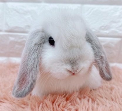 ロップイヤー（フロスティ）Rf-M240