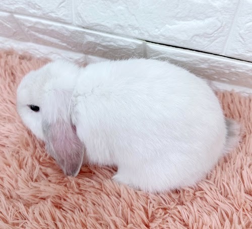 ロップイヤー（フロスティ）Rf-M240