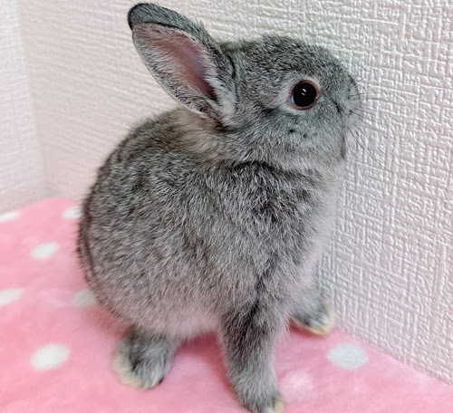 ネザーランドドワーフ（グレー）Rg-F231