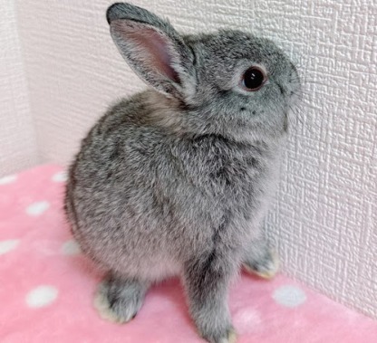 ネザーランドドワーフ（グレー）Rg-F231