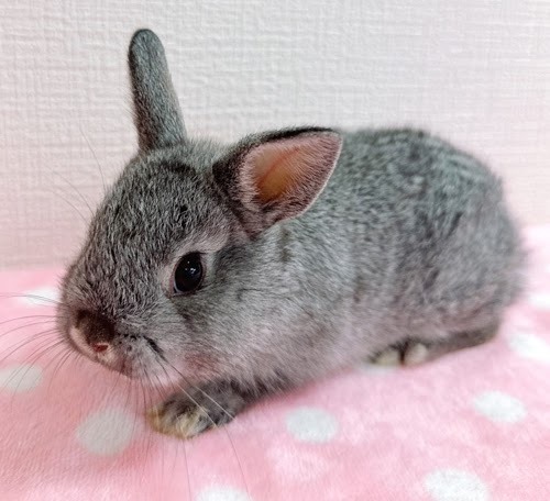 ネザーランドドワーフ（グレー）Rg-F231