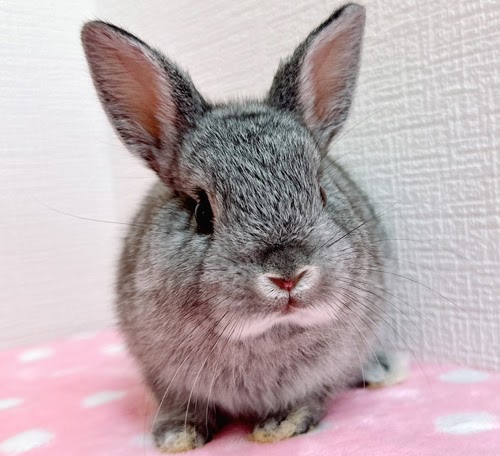 ネザーランドドワーフ（グレー）Rg-F231