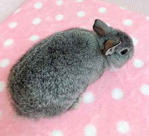 ネザーランドドワーフ（グレー）Rg-F231