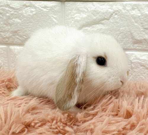 ロップイヤー Rl-F250