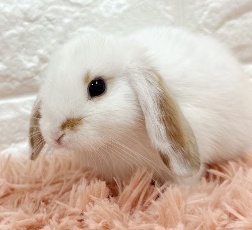 ロップイヤー Rl-F250