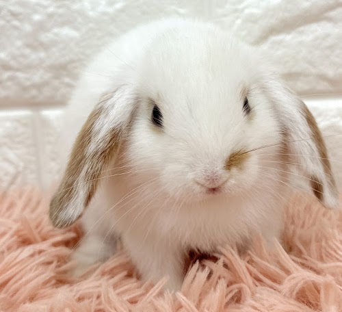 ロップイヤー Rl-F250