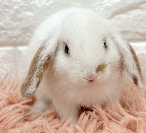 ロップイヤー Rl-F250