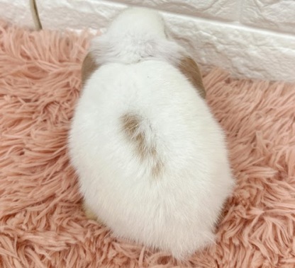 ロップイヤー Rl-F250