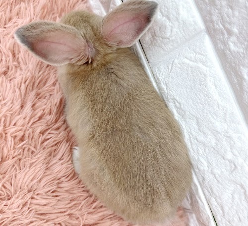 ロップイヤー（リンクス）Rlx-F241