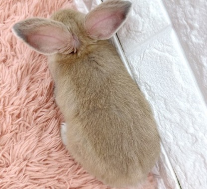 ロップイヤー（リンクス）Rlx-F241