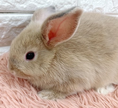 ロップイヤー（リンクス）Rlx-F241