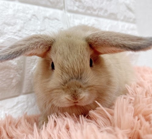 ロップイヤー（リンクス）Rlx-F241