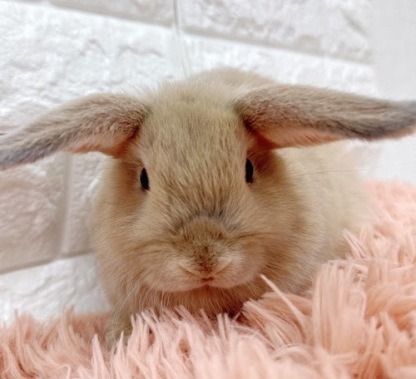 ロップイヤー（リンクス）Rlx-F241