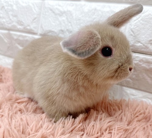 ロップイヤー（リンクス）Rlx-F241