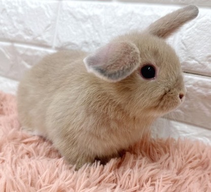 ロップイヤー（リンクス）Rlx-F241